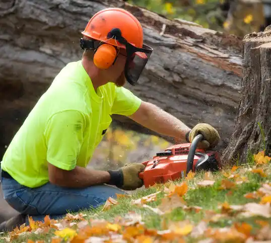 tree services Pleasant Ridge